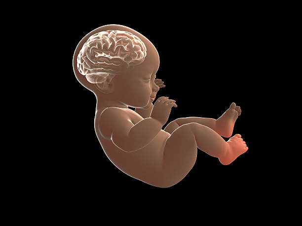 Brain of a baby