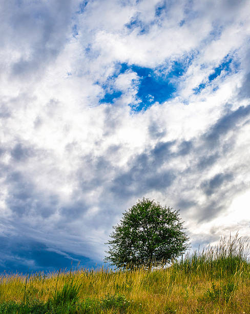 istock Lone tree under stormy cloudy skies 589584422