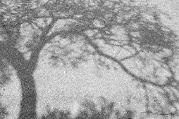 istock Shadow of tree on the road. Black and White tone. 589584924