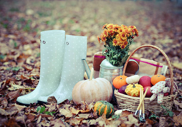 Autumn still life with different pumpkins