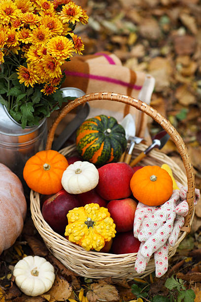 istock Autumn still life with different pumpkins 589585354