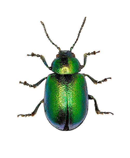 Green Dock Beetle on white Background Green Dock Beetle on white Background  -  Gastrophysa viridula (DeGeer, 1775) leaf beetle photos stock pictures, royalty-free photos & images
