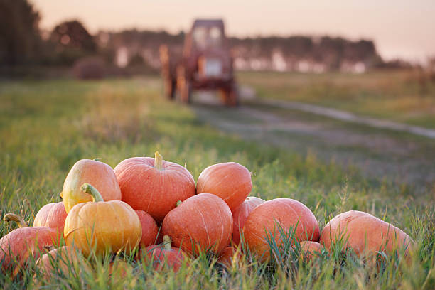 istock pumpkins and tractor in field 589939648