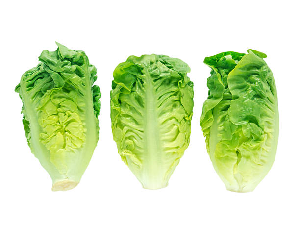 istock Thrre lettuce salad heads 589939808