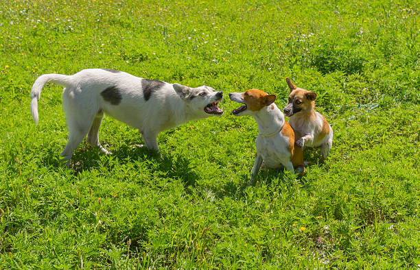 Dogs discuss who is the leader on the yard