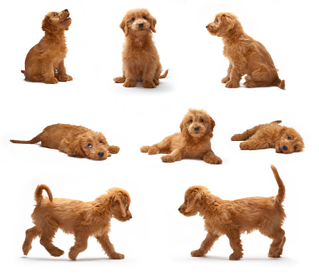 a miniature goldendoodle puppy photographed against a white background. Montage of dogs personality and different activities.