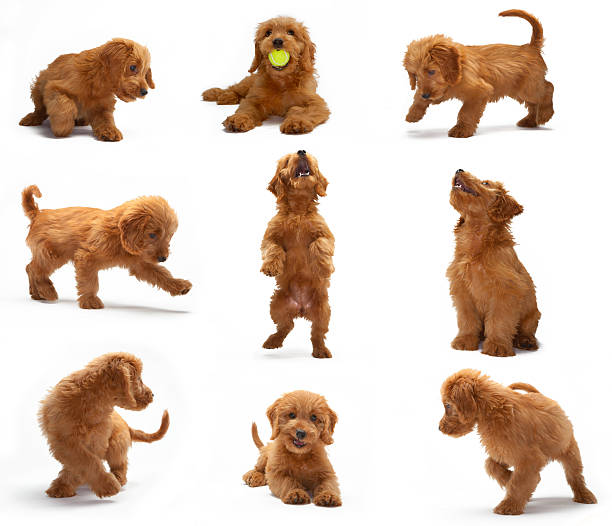 goldendoodle chiot montage de séance photo - dog mixed breed dog group of animals small photos et images de collection