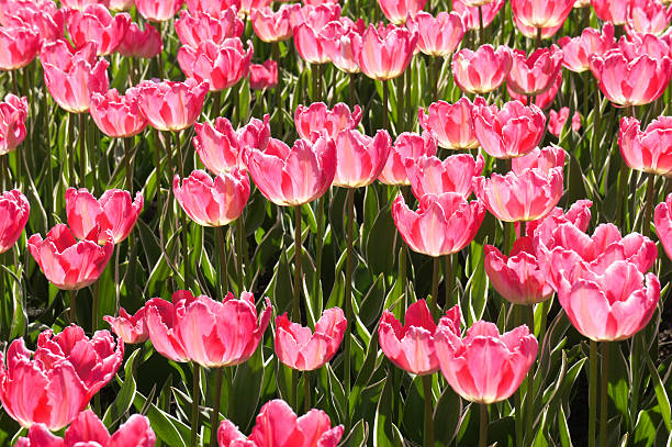 istock Pink tulips flowers field 589940404