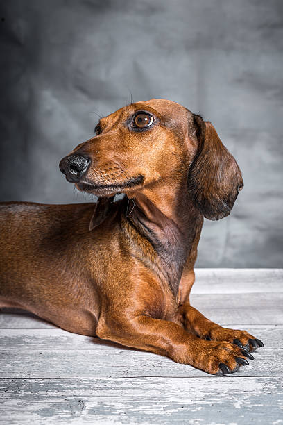 istock Dachshund dog in studio on white wooden table 589941294