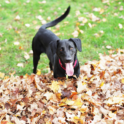 Cute Labrador Retriever dog under falling leaves in park. Autumn walk