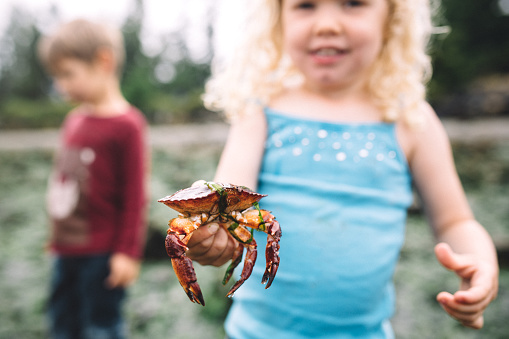 A toddler aged girl holds a crab, a grin on her face.  One of many things to discover while exploring a Pacific Northwest beach on the Puget Sound in Washington state.  Horizontal image.