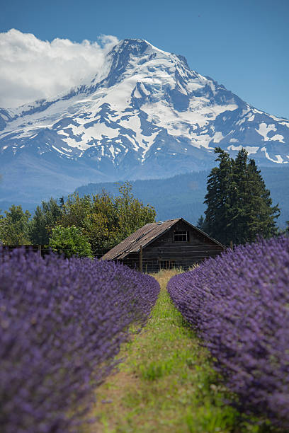 Lavender Mountain A serene setting. The majestic Mt. Hood in the background, an old rustic barn in the mid-ground, and the leading lines of a lavender farm in the foreground. oregon barn farm mt hood stock pictures, royalty-free photos & images