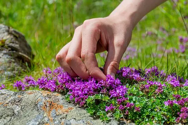 A hand harvesting Wild Thyme. The thyme polytrichus is commonly used in cookery and in herbal medicine.