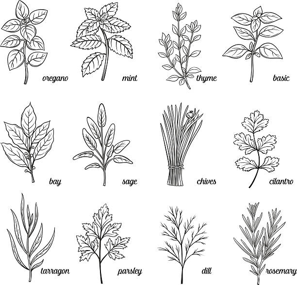 허브와 향신료 세트. - oregano stock illustrations