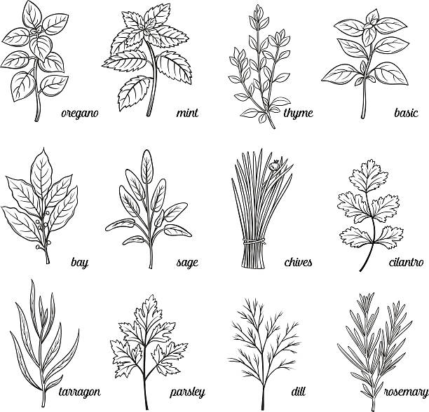 набор трав и специй. - engraved image engraving basil herb stock illustrations