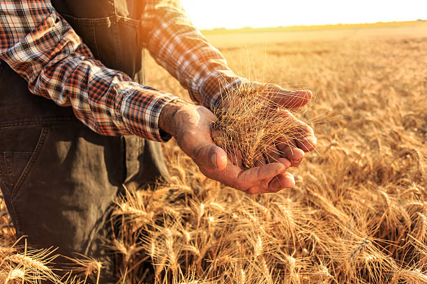 istock Close up of hands holding wheat growth 589942172