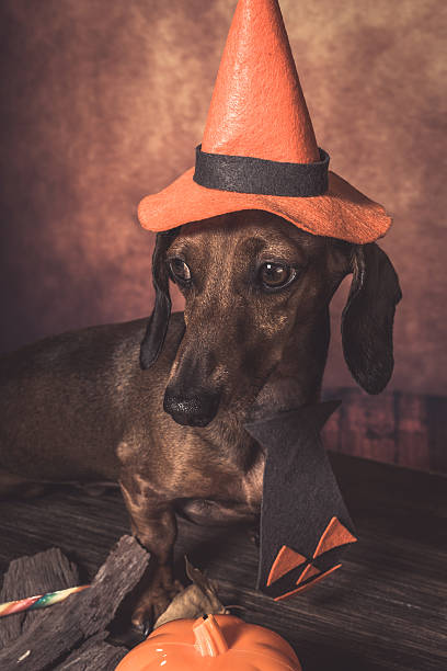 istock Dachshund funny dog dressed for halloween 589942782