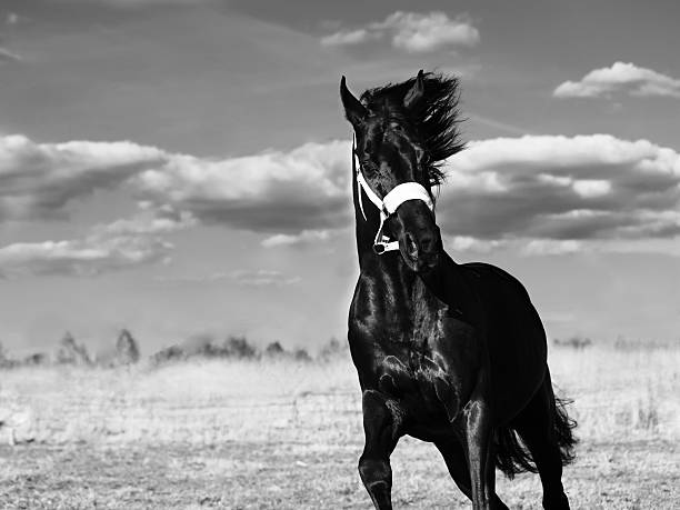 istock Running  beautiful black breed stallion in spring field 589943156