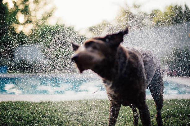 istock Wet Dog Shaking Off 589944056