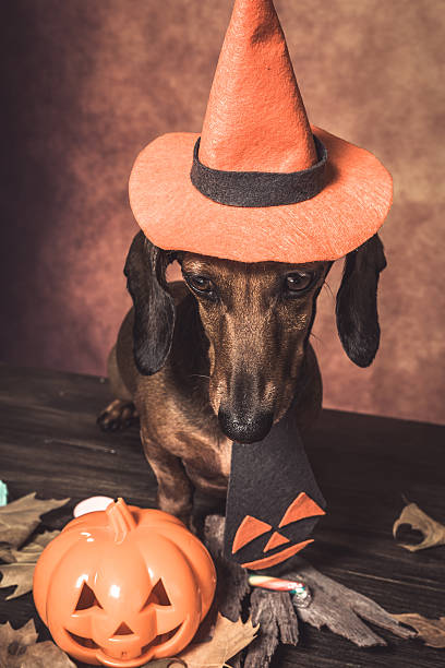 istock Dachshund funny dog dressed for halloween 589944146
