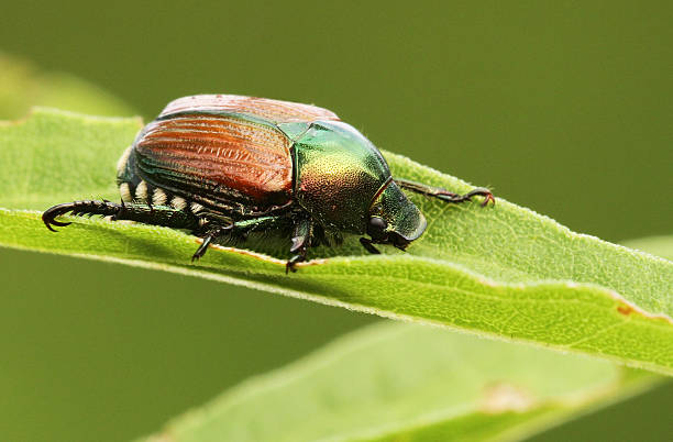 Japanese beetle stock photo