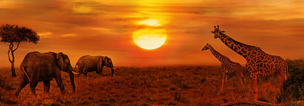 istock Elephants and Giraffes at African Savanna 589946394