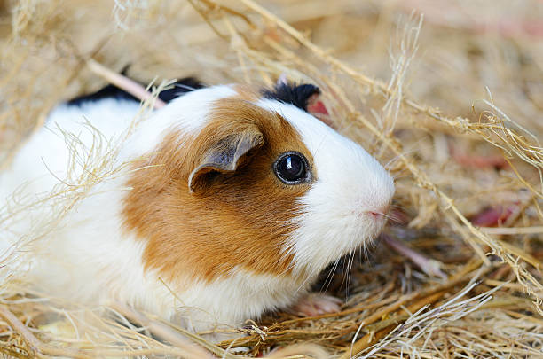 istock Cute Red and White Guinea Pig Close-up. Pet in 589946834