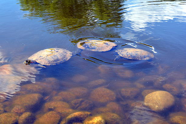Three turtles in a pond.