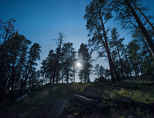 istock Moonlight through the ponderosa pine trees 589946954