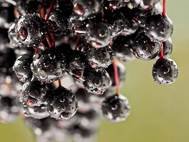 sambucus nigra - saúco - elderberry fotografías e imágenes de stock