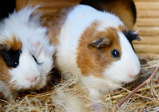 istock Cute Red and White Guinea Pig Close-up. Pet in 589947200
