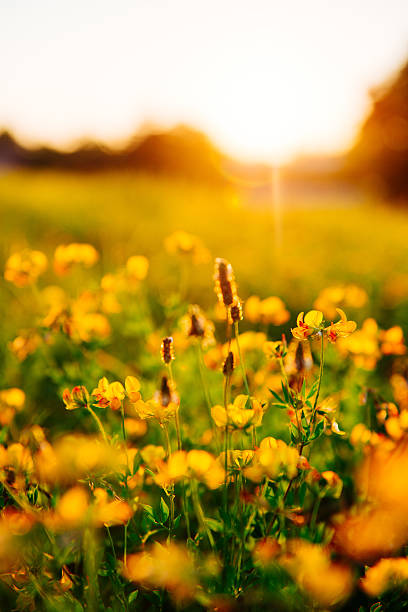 istock Beauty in nature in summer 589947490