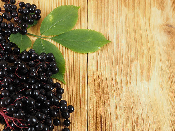 istock Sambucus nigra - Elderberry 589947974