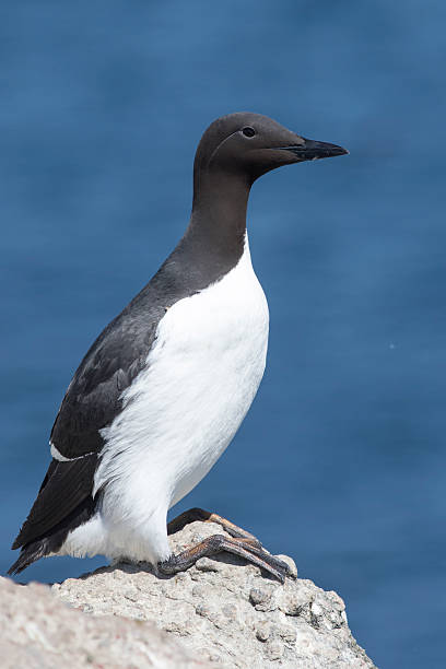 istock common murre is sitting on rock on a sunny day 589948132