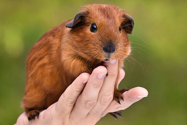 istock guinea pig on the hand 589948688
