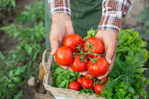 Close up of hand holding a bunch of fresh cherry tomatoes. Crate full of raw vegetables-carrot, tomato, turnib, parsley, dill and lettuce on background. Focus on foreground.