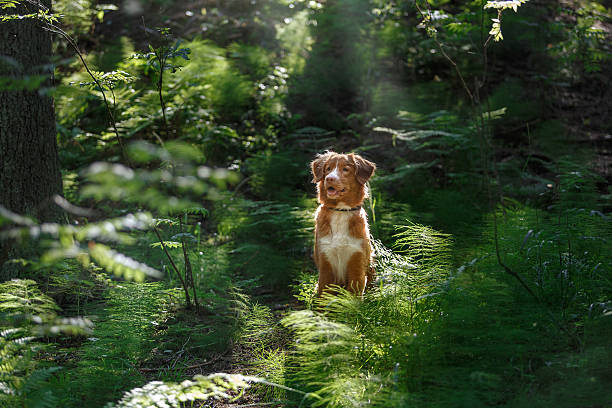 istock Nova Scotia Duck Tolling Retriever 589949432
