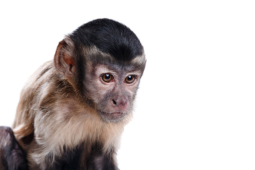 Capuchin monkey on a white background studia