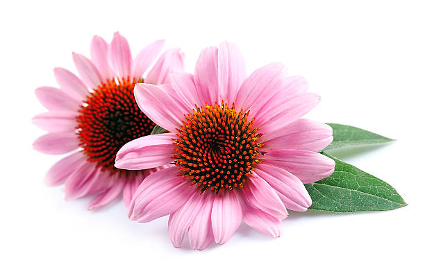 에키네시아 꽃 닫기 - echinacea 뉴스 사진 이미지
