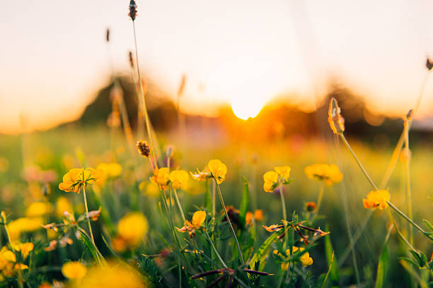 istock Beauty in nature in summer 589950146
