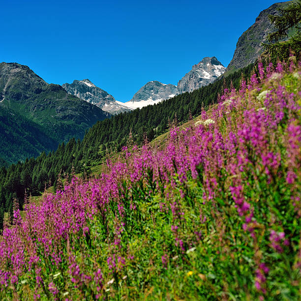 valley in Gran Paradiso National Park, Valle dAosta, Europe