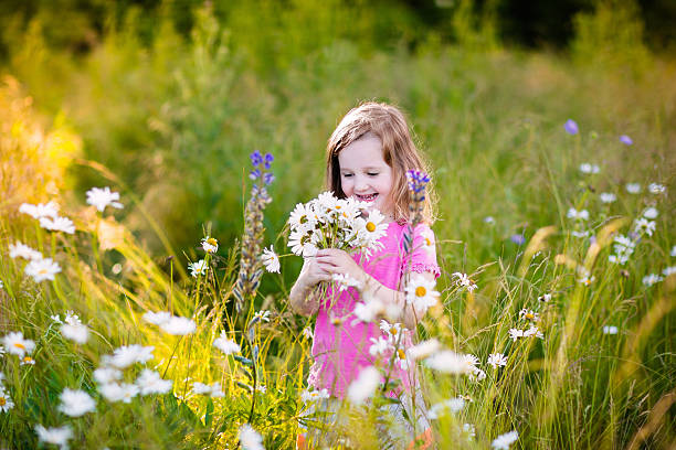 Child picking wild daisy flowers in field. Kids play in a meadow and pick flower bouquet on summer day. Toddler girl outdoors in spring.