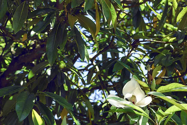 Magnolia grandiflora, species is a disjunct distribution, with a main centre in east and southeast Asia.