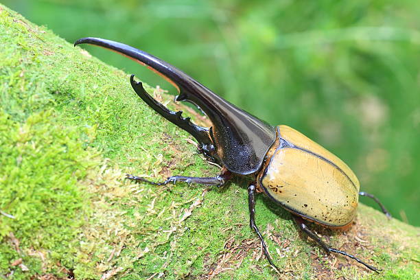 ヘラクレスオオカブト - rhinoceros beetles ストックフォトと画像