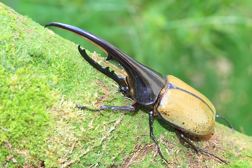 Hercules beetle (Dynastes hercules) in Ecuador