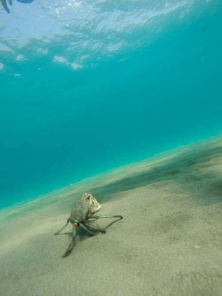 istock sea crab looking up at the surface 589953614