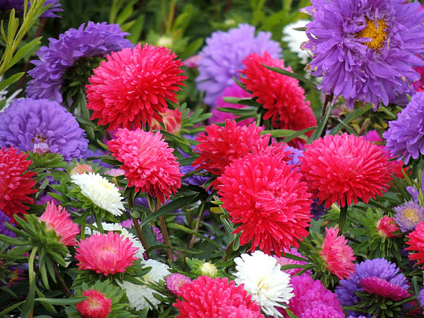 istock Colorful Summer Flowers 589955108