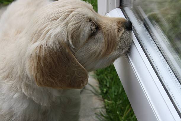 istock Golden retriever puppy staring at his reflection 589955362