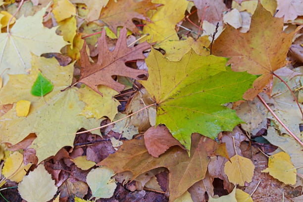 istock Fallen wet leaves on the ground. Autumn background 589956014