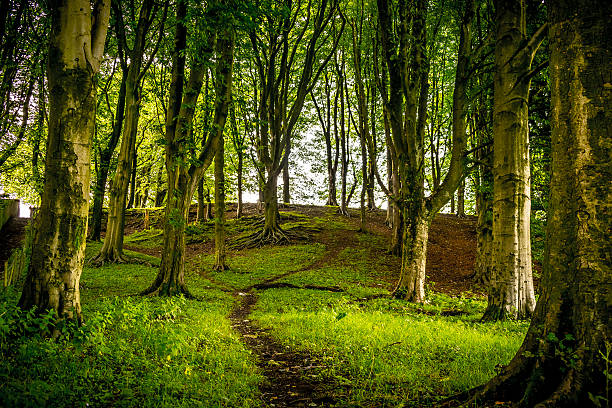 footpath_in_forest - lancashire imagens e fotografias de stock